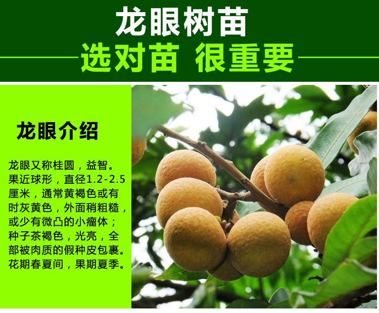 庭院种植龙眼桂圆苗嫁接树苗南方北方种植无核桂圆10年大苗结果爆棚