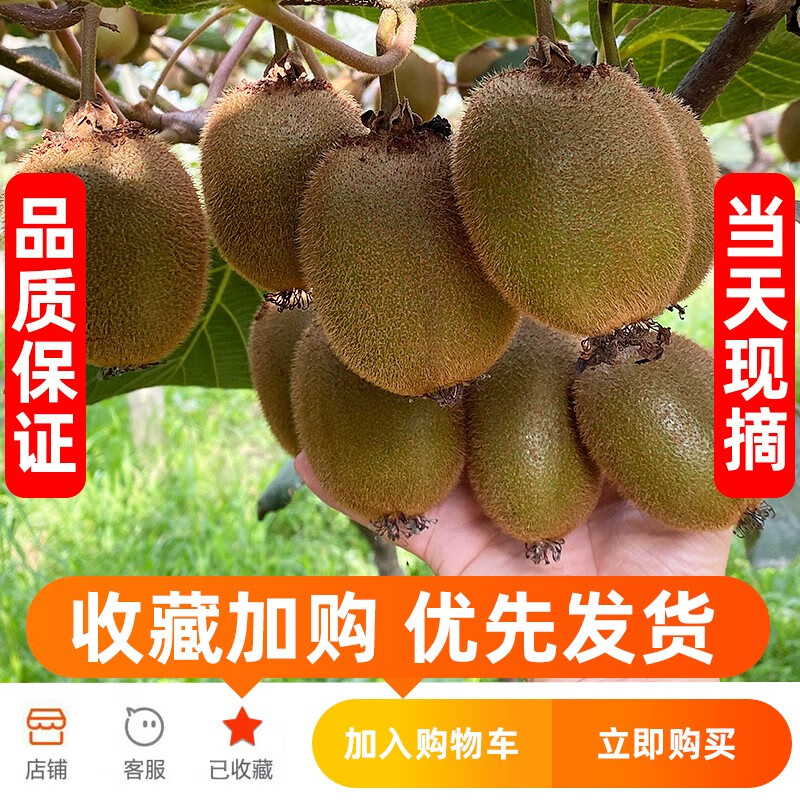町哆哆陕西周至徐香猕猴桃绿心奇异果 时令生鲜新鲜礼盒水果现摘现发 徐香24枚大果礼盒单果90-120g 町哆哆陕西周至徐香猕猴桃绿心奇异果 时令生鲜新鲜礼盒水果现摘现发 徐香24枚大果礼盒单果90-120g