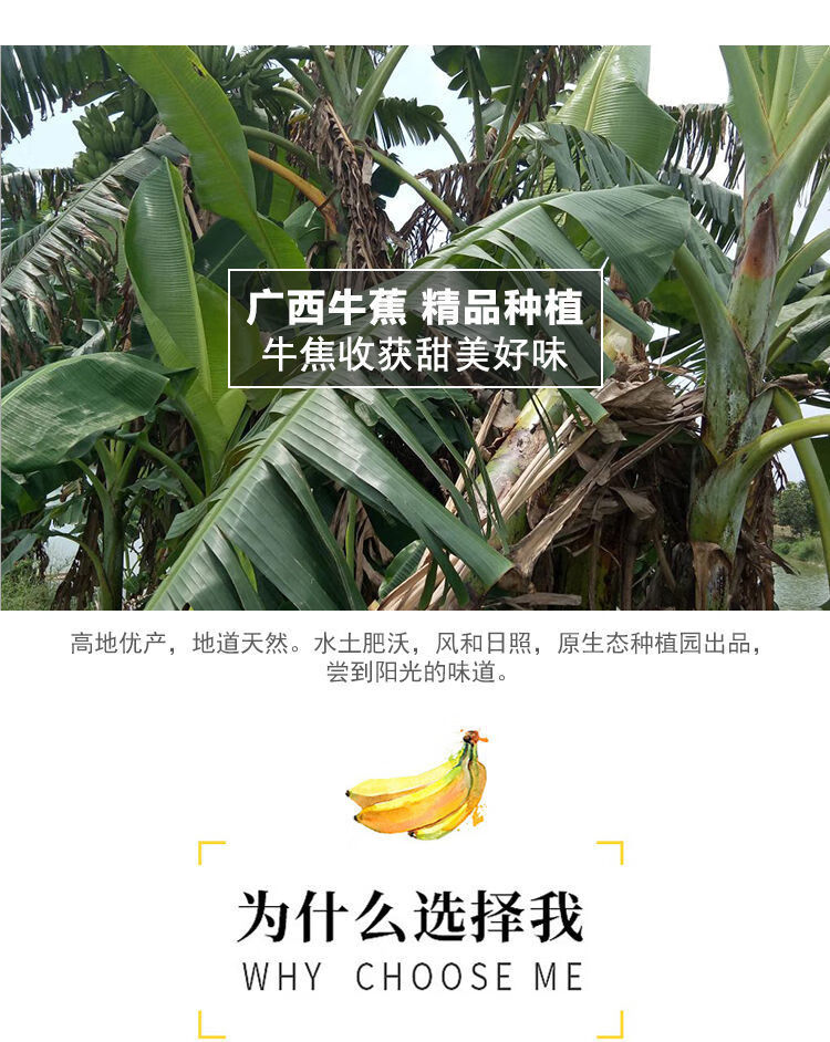 丑芭蕉牛蕉大蕉牛角蕉带箱10斤5斤新鲜香蕉水果大芭蕉需催熟 5斤装