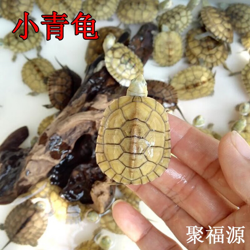 小青龟小青头龟招宅财镇水长风寿龟苗北种龟皖南小青苗黄金长寿水龟