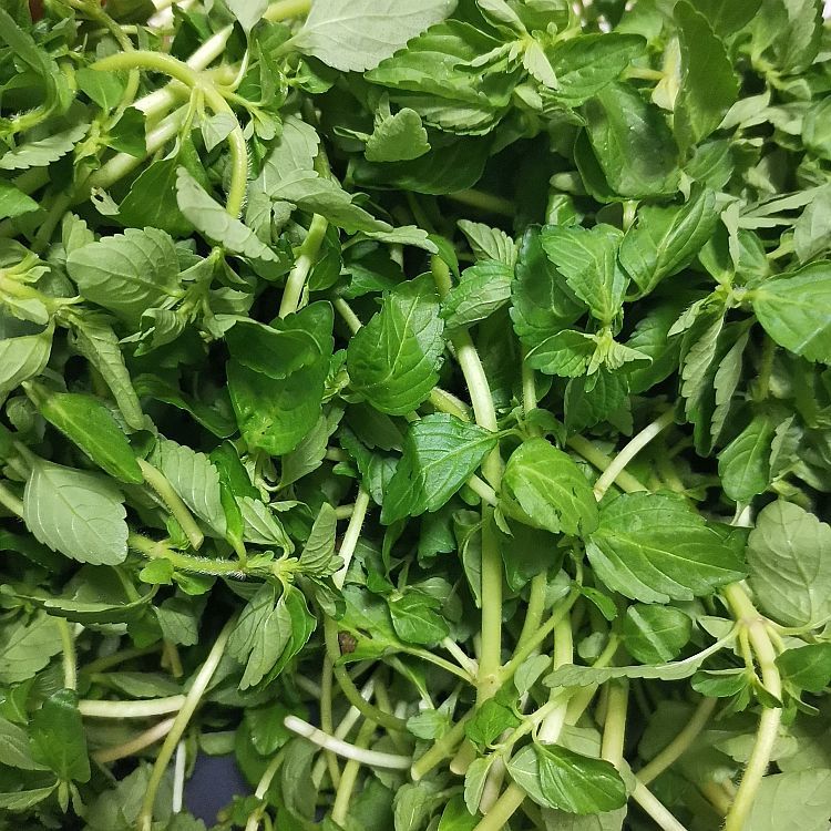 云南德宏特产新鲜蔬菜水香菜水薄荷野菜傣族香菜傣味香嫩麻章那1斤