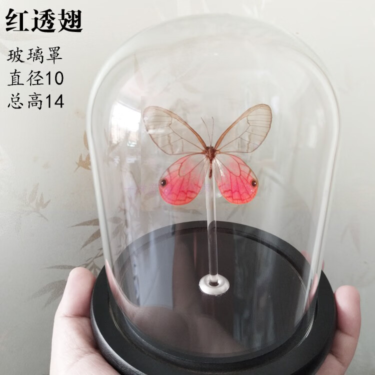 蝴蝶标本昆虫标本玻璃罩防尘罩摆件生日礼物水晶球永生花工艺品sn3011