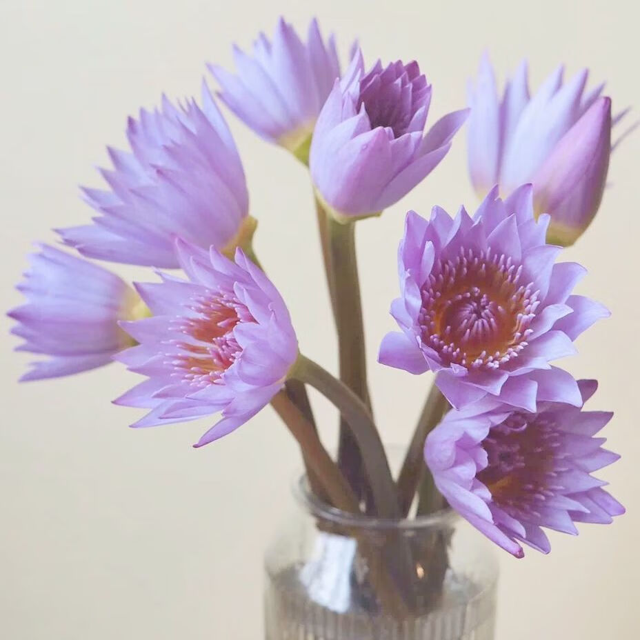 轻奢芊阙新鲜鲜花莲花紫色睡莲鲜花莲蓬插花奶油香槟色睡莲直发插花