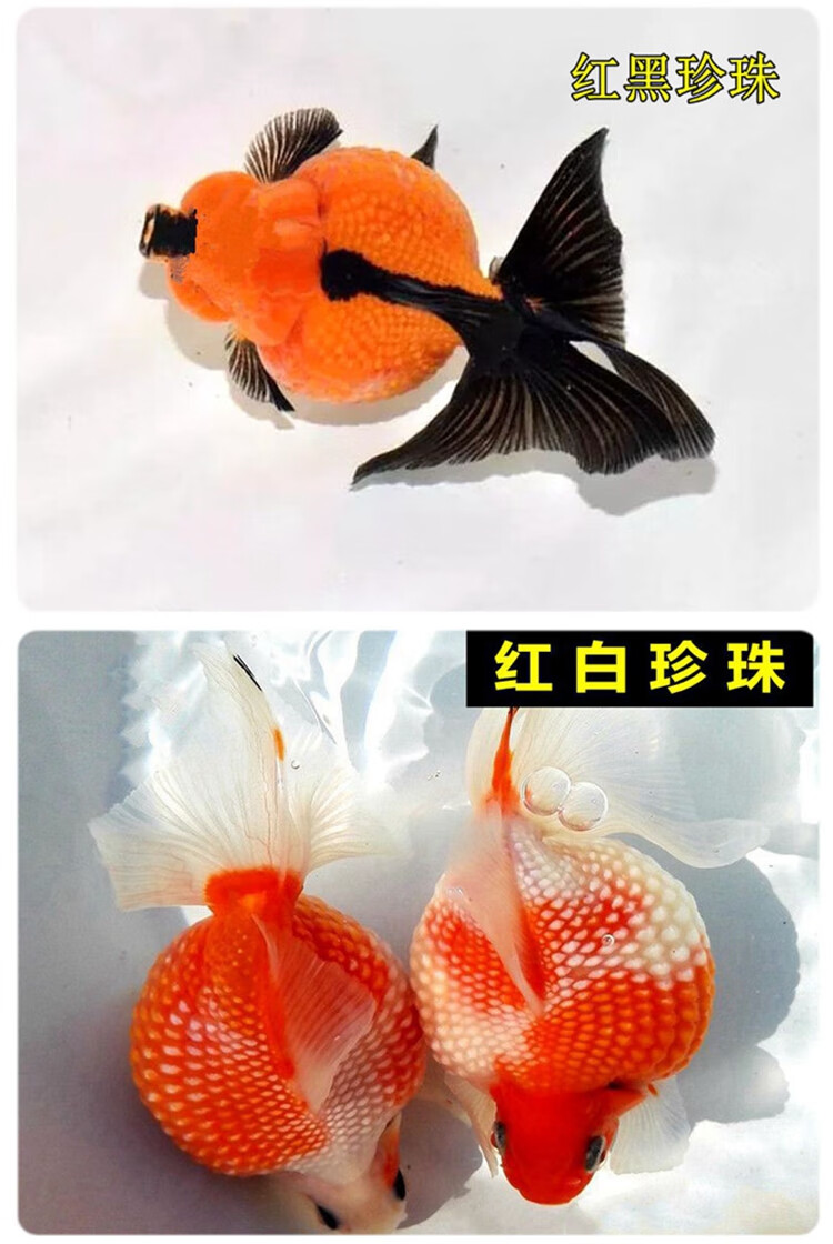 珍珠金鱼活体精品 观赏鱼 冷水淡水鱼苗水族宠物招财鱼红白大肚子 5