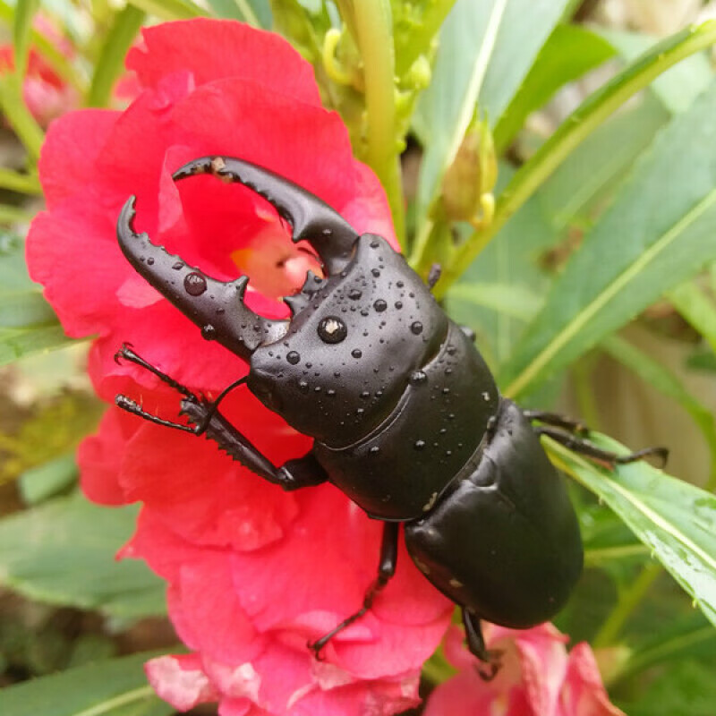 [京选推荐]2020年新手入门甲虫昆虫宠物中华大扁锹甲成虫活体独角仙包