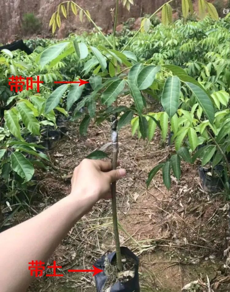 黑榄大核工艺橄榄苗青橄榄树苗果树嫁接乌榄南北方种甜橄榄果苗4年青