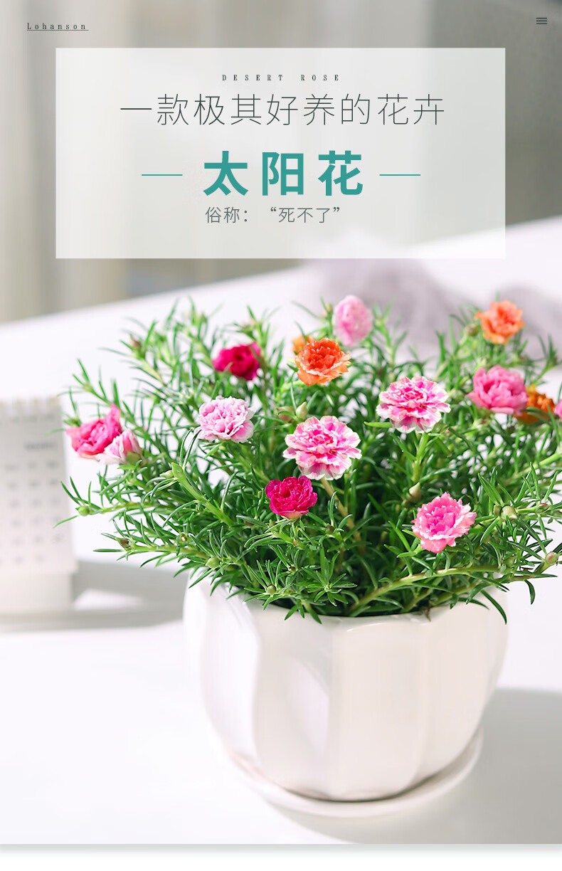 好养的阳台花卉易活植物耐热四季 太阳花【梅鹊喜b】混色重瓣/带花苞