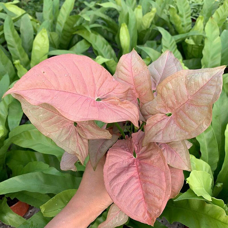 合果芋盆栽室内绿植花卉耐阴耐热夏季好养彩叶芋植物h骄阳12cm育苗盆