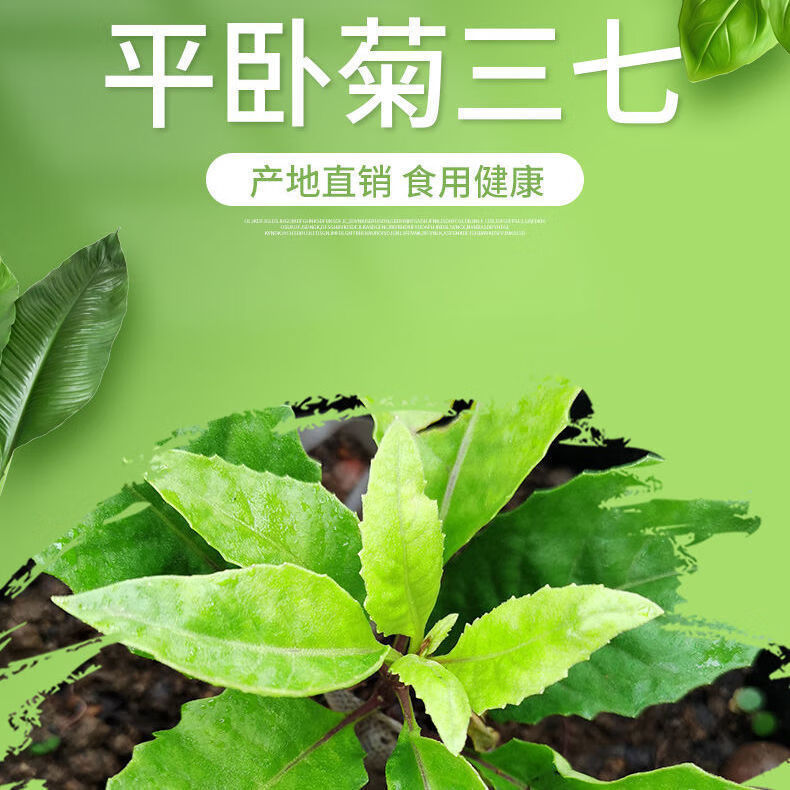 伟博鹰祺平卧菊三七粉固体饮料好三七粉细粉补血文山云南一桶220g