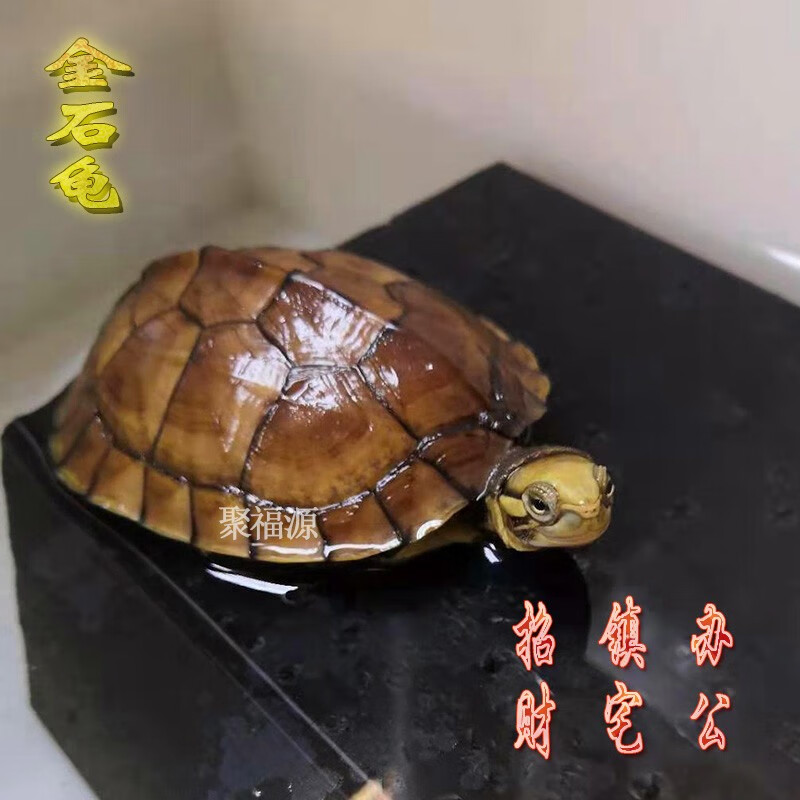 金石龟黄侯三黄石金龟黄金金头龟活体观赏宠物龟越南种黄侯龟黄金龟苗