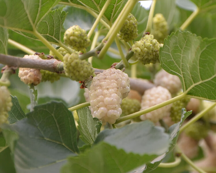 新疆吐鲁番白桑葚干原生态孕妇食品500g桑葚子泡酒泡茶做膏