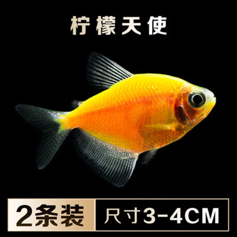 jypet热带观赏鱼青苹果柠檬荧光天使鱼活体黄金虎斑天使1条装23cm