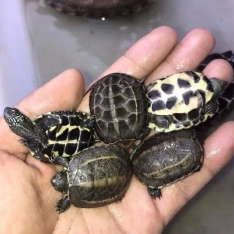 【京东推荐】观赏小乌龟活外塘金线草龟苗中华草龟苗小龟苗大乌龟一对