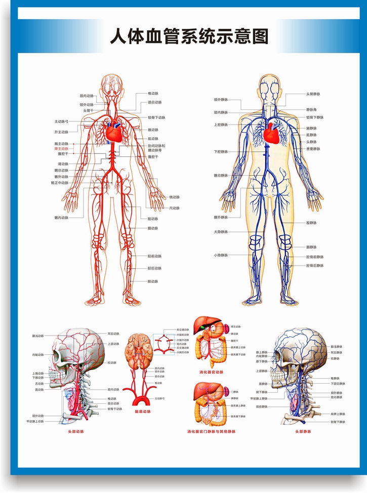 解剖图运动循环消化呼吸生殖泌尿神经系统挂图人体血管系统示意图竖版