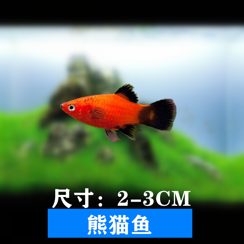 [京东推荐]红球鱼活体小型下崽狂魔鱼淡水好养耐活鱼冷水小鱼活观赏