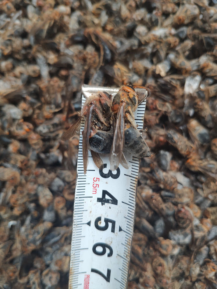 速冻葫芦蜂老蜂小树蜂胡蜂七里蜂煲仔蜂泡酒用老蜂树马蜂蜂蛹250克