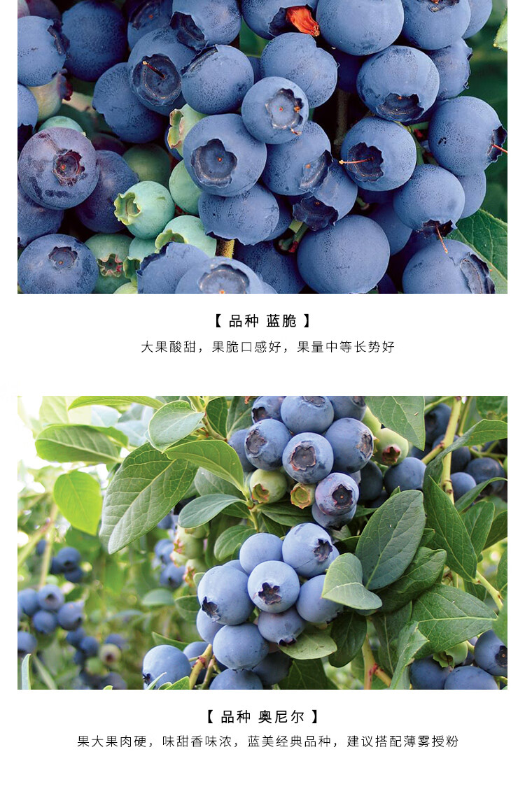 蓝莓树苗阳台种植果树苗南北方盆栽兔眼果苗蓝美一号8年苗庭院必备