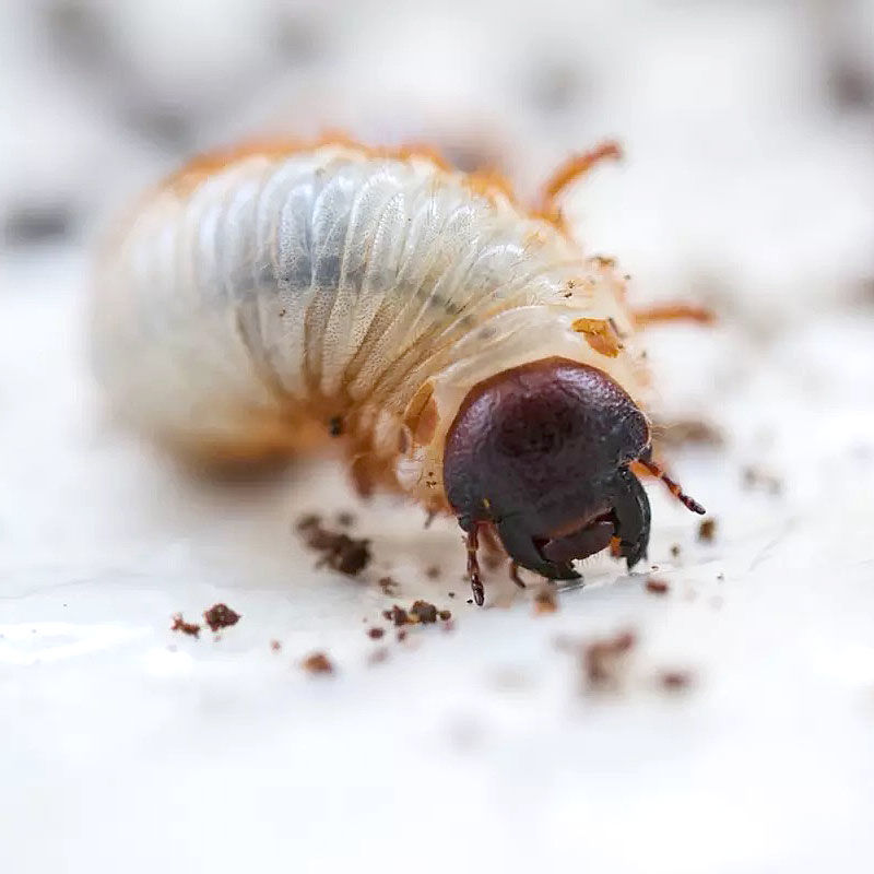 【京选推荐】独角仙宠物甲虫成虫幼虫活巨型大个另类科普昆虫新手套餐