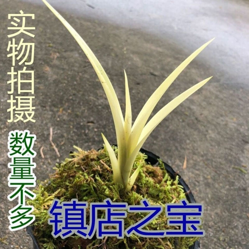 柒悦栖新品矮种蕙兰七彩白叶全白艺兰花精品幼苗室内外绿植花卉盆栽