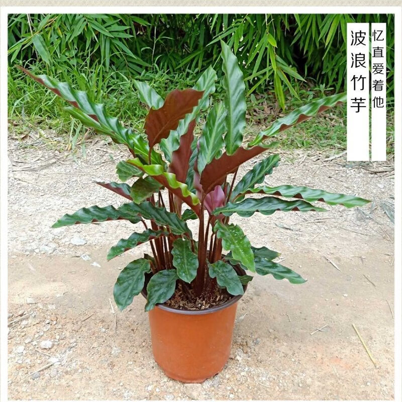 东皓 七彩孔雀皇后波浪竹芋水培室内观叶植物去四季常青绿植花卉h