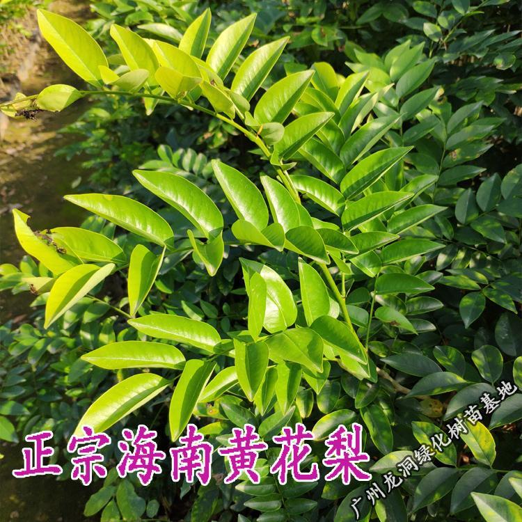 沉香树苗名贵海南黄花梨小苗金丝楠木树苗珍贵木材格木苗 沉香苗50-70