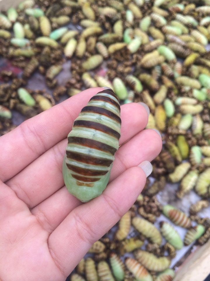 嫩茧蛹神仙糖宝活茧蛹绿色茧蛹蚕茧鲜活薄皮柞蚕蛹农家菜500克