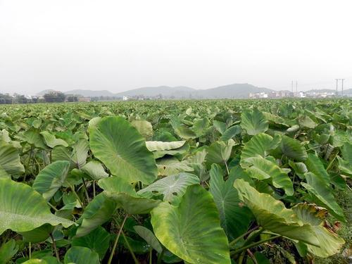 更多参数>原产地:广东类别:其他包装形式:简装国产/进口:进口货号