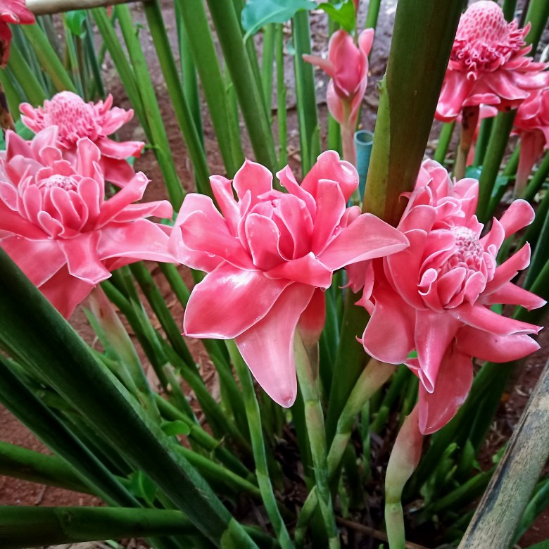 火炬姜瓷玫瑰花苗姜花小娘惹菜系香料花苞分根苗三棵以上有一带花jy