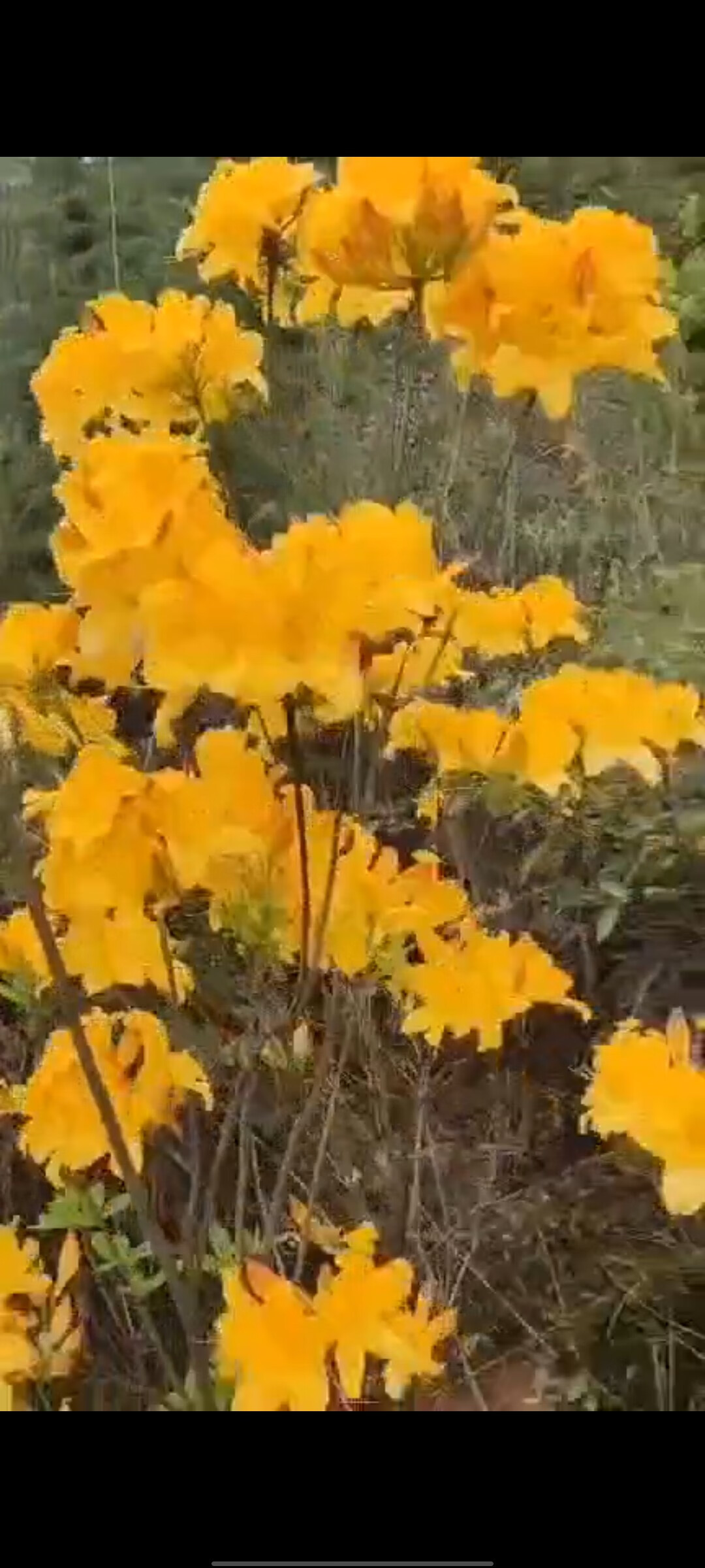 稀有黄花杜鹃映山红开花结果灌木老桩阳台庭院盆栽地栽绿植花卉栽绿植