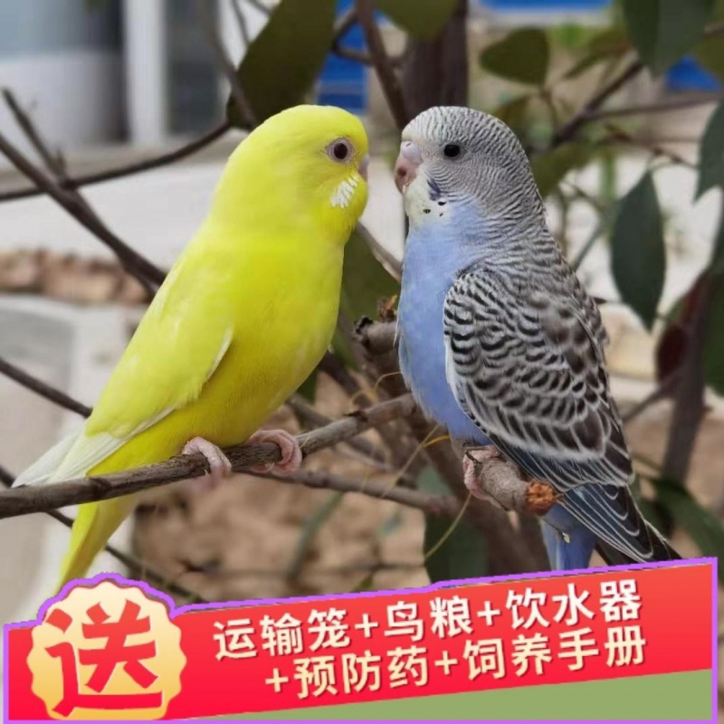【京选推荐】宠物活虎皮鹦鹉鸟活小鸟幼雏鸟说话鸟训练观赏鸟运输笼