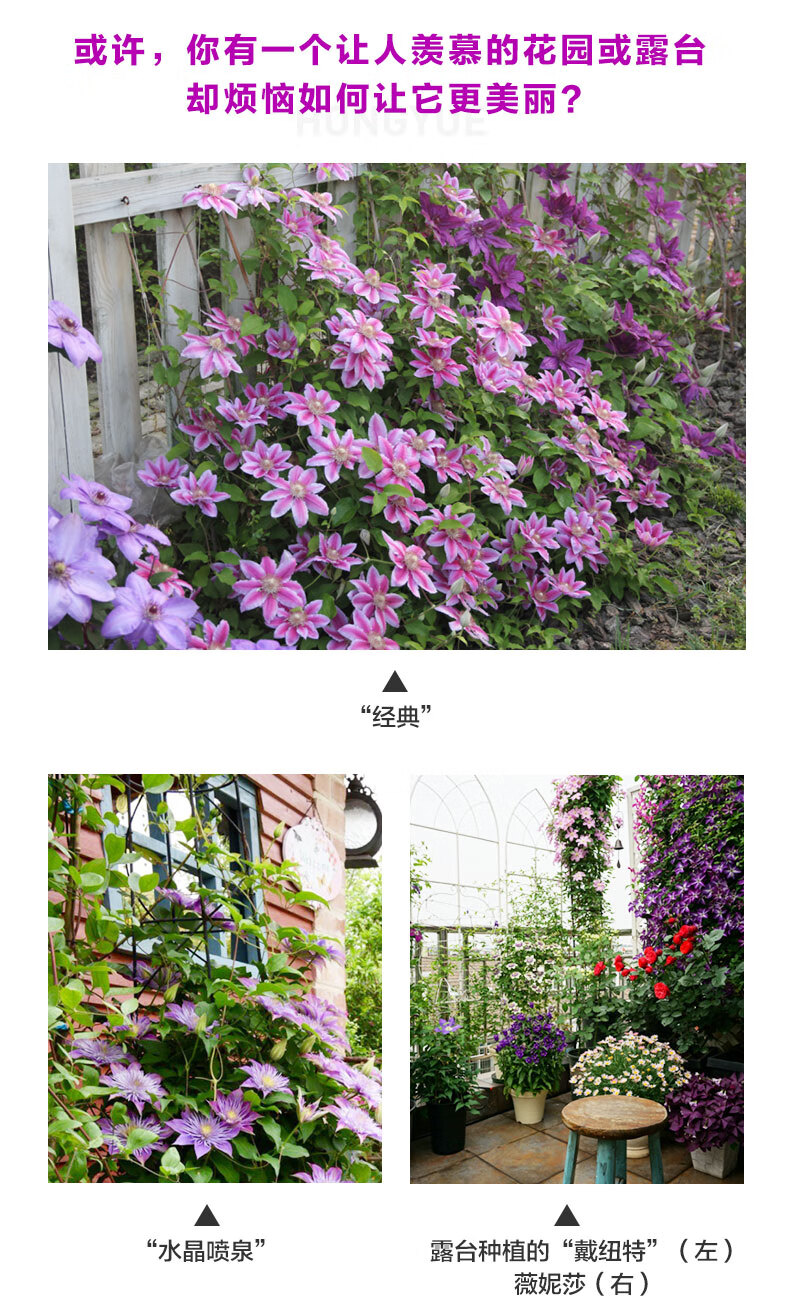 铁线莲庭院观花爬藤花卉爱炫乌托邦典雅紫p14盆栽带盆栽好