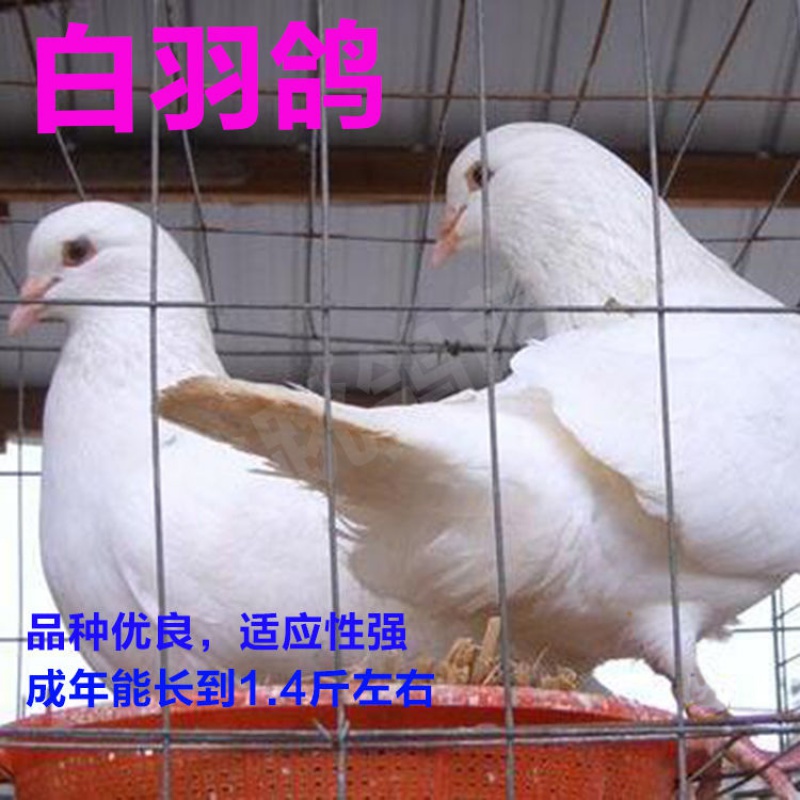 【京东推荐】鸽子活下蛋土鸽鸟类活宠物鸽落地王鸽子家养老鸽子便宜易