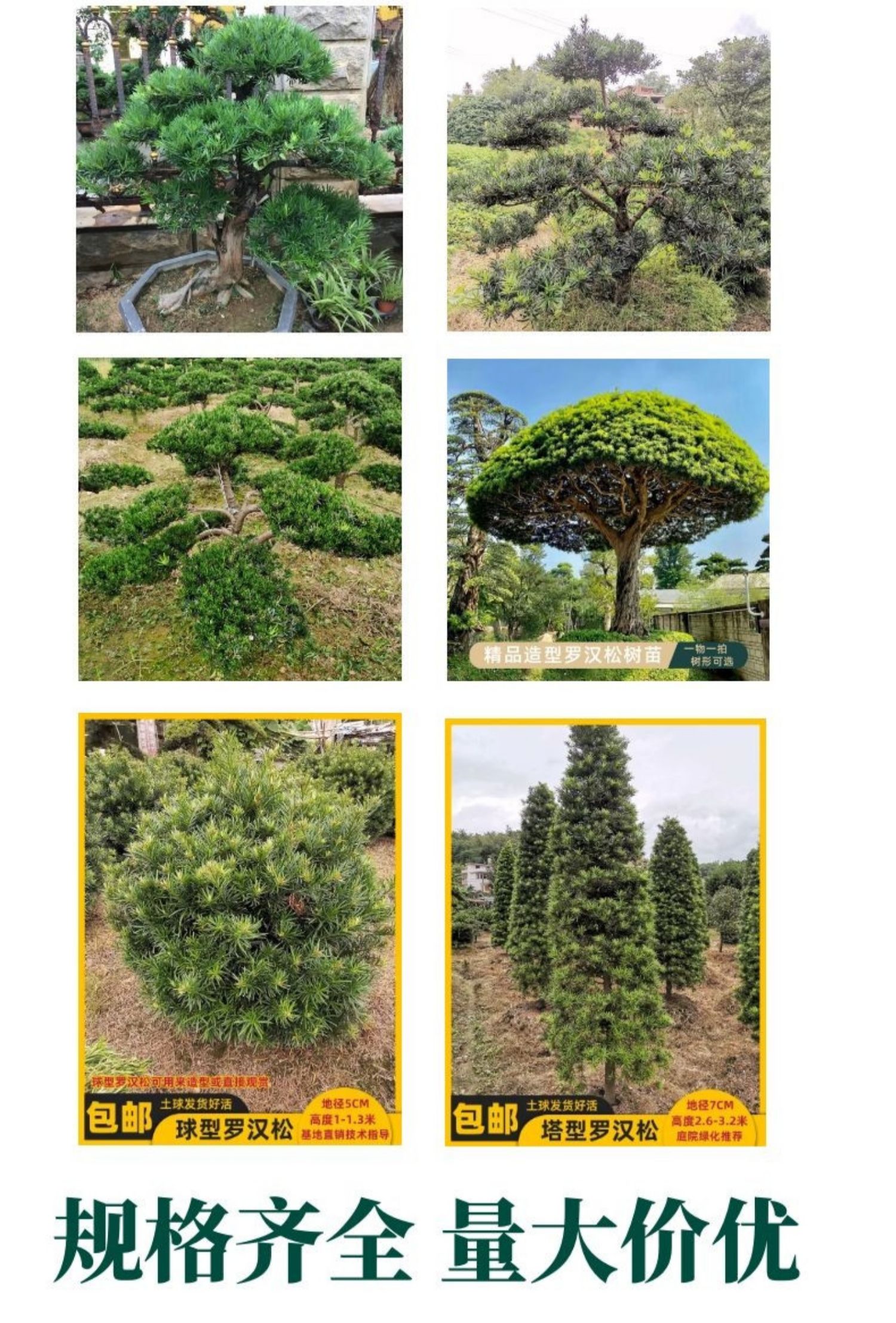 罗汉松造型树苗庭院盆景名贵大树大型别墅迎客松老桩