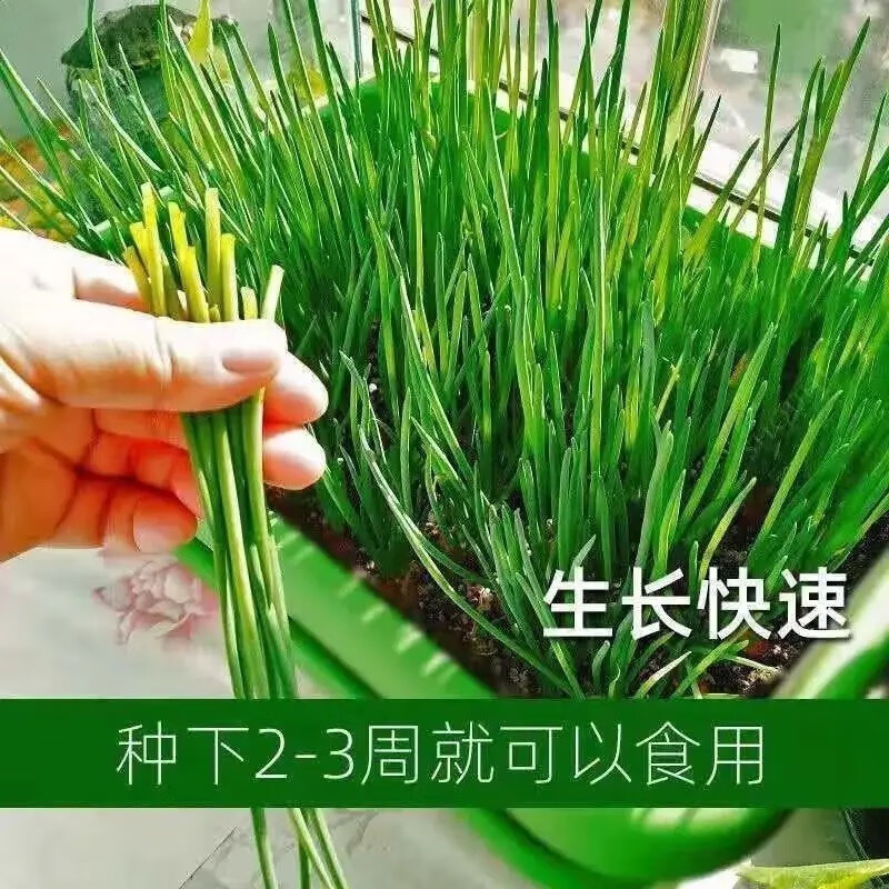 辉音   小香葱籽花艺四季小葱阳台室内花瓶盆栽葱家庭花瓶花艺 3包