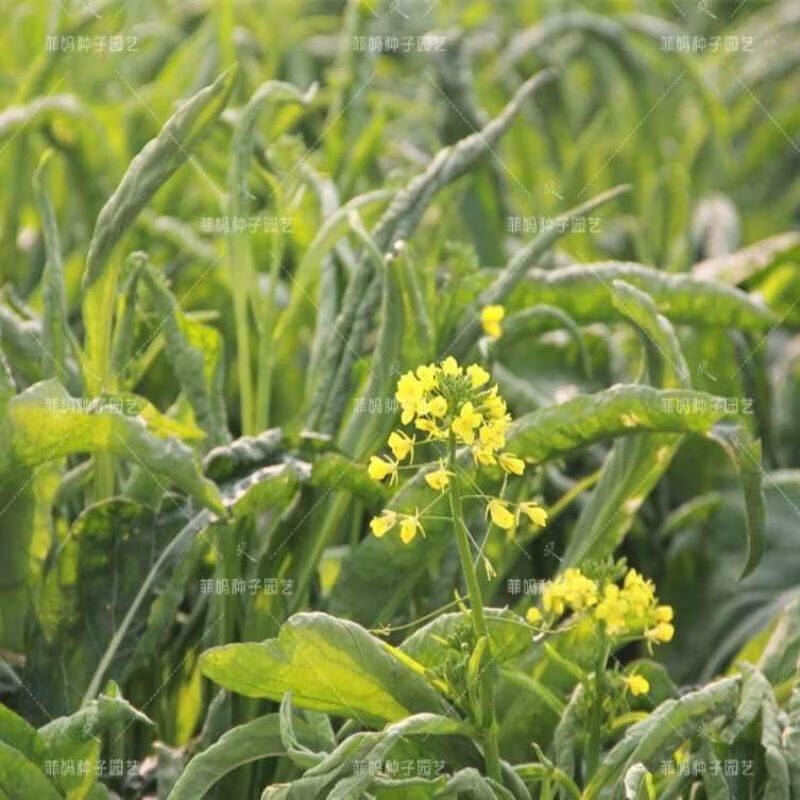 白菜苔种红菜苔种 早熟白菜心种子柳叶菜心 盆栽易种四季栽培蔬菜