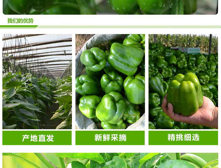 圆椒新鲜圆菜椒青椒灯笼椒青甜椒蔬菜青圆椒柿子椒不辣的辣椒现摘