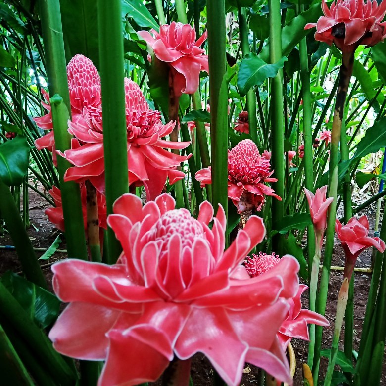 火炬姜瓷玫瑰花苗姜花小娘惹菜系香料花苞分根苗三棵以上有一带花jy