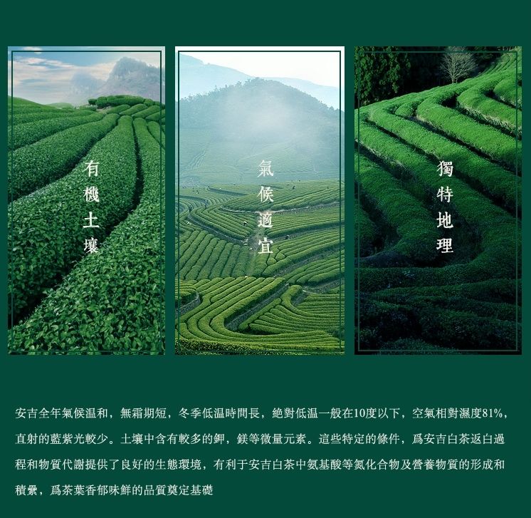 明前正宗安吉白茶嫩芽礼盒 特级春茶绿茶 安吉白茶礼盒包装