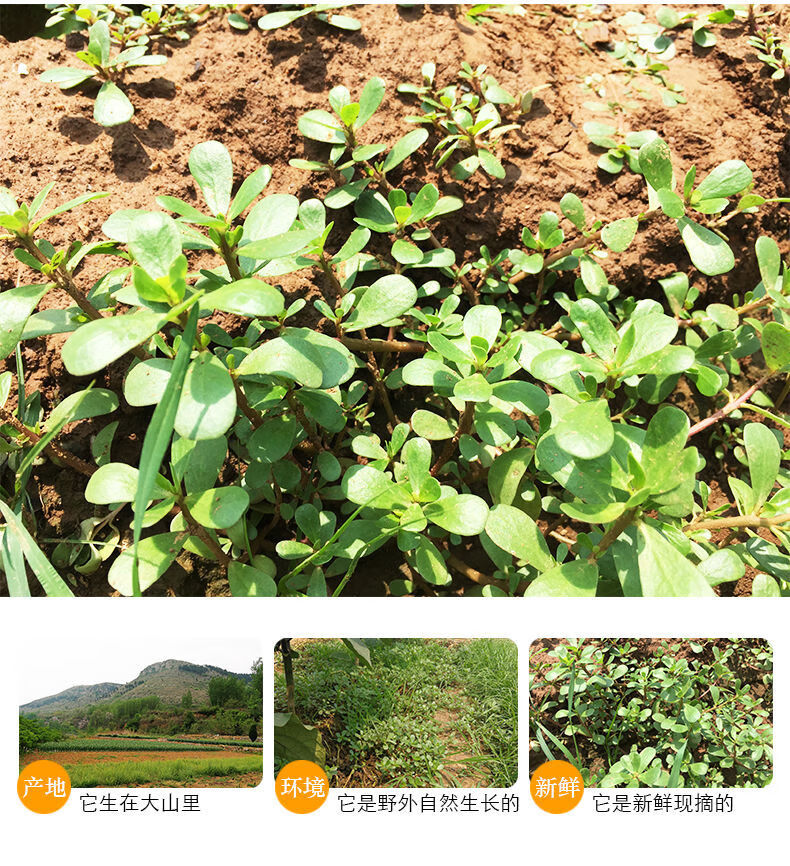新鲜马齿苋马蜂菜五行草野生马苋菜现挖蚂蚱菜野菜冰鲜500g泡沫箱加冰