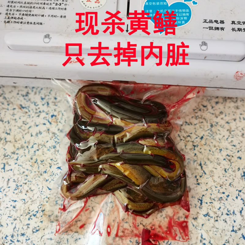 洪泽湖 黄鳝活黄鳝现杀新鲜生黄鳝丝黄鳝肉鳝鱼肉鳝片