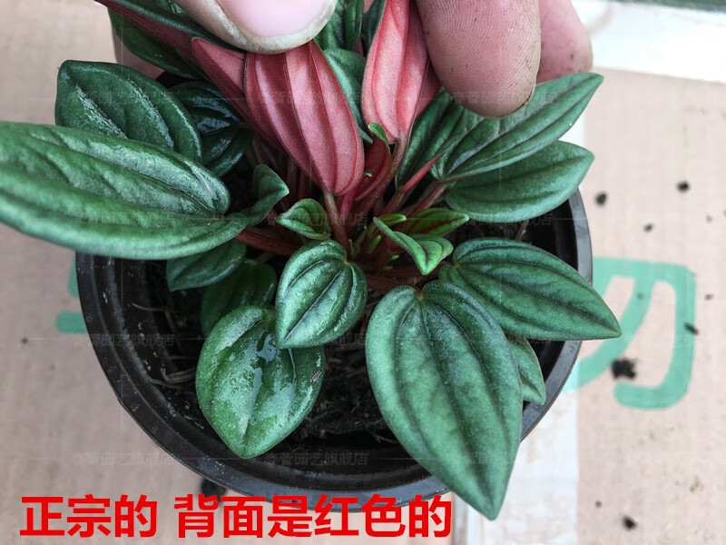 室内植物盆栽书房办公桌绿植盆栽红天使碧玉椒草迷你盆栽 椒草红天使