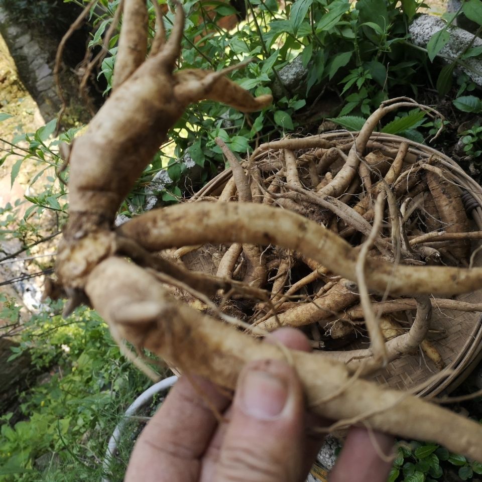 伟博贵州续断纯根生货500g中药材川断新鲜和尚头接骨草川段草药500g