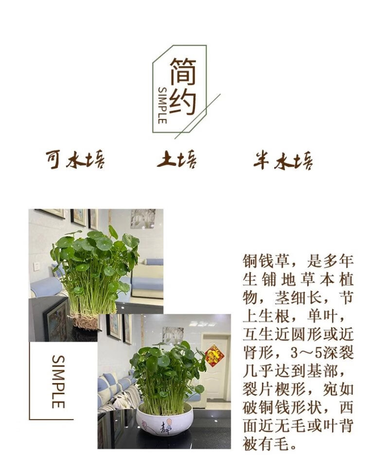 2，室內盆栽水養花卉銅錢草水培植物根莖含花盆套餐綠植辦公 不帶葉子根系30棵 不含盆