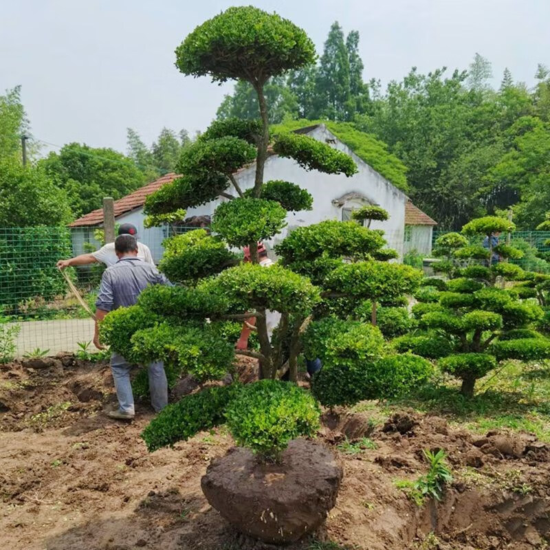 槿骁黄杨树瓜子黄杨小叶黄杨树苗黄杨盆景四季常青耐寒庭院别墅风景