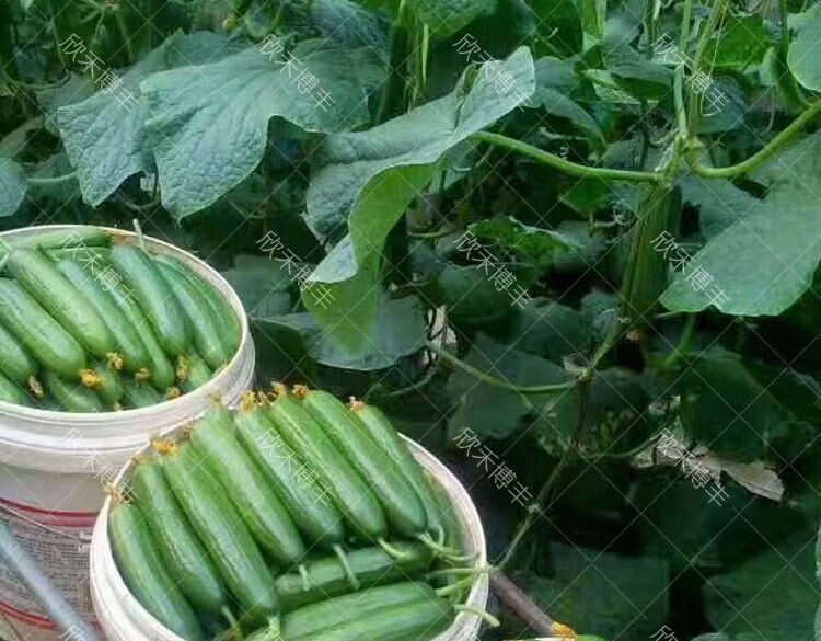 荷兰无刺水果黄瓜种子进口小黄瓜种籽节节瓜四季地栽阳台盆栽蔬菜正宗