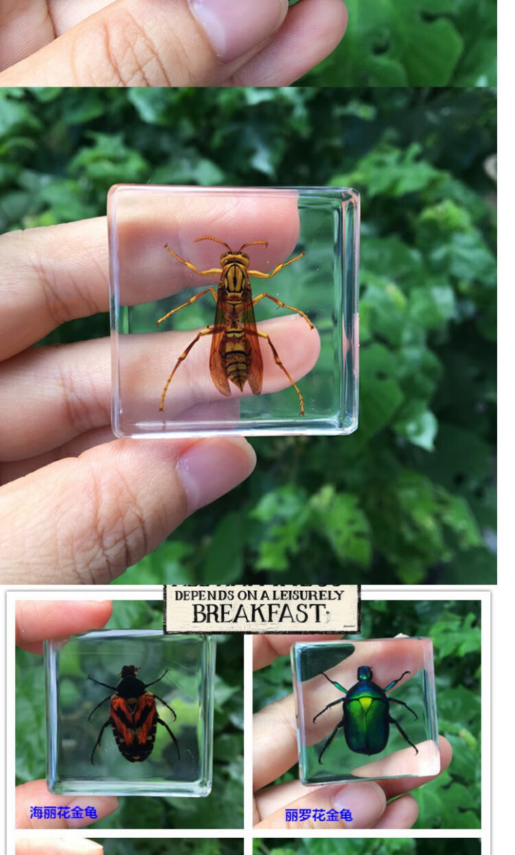 小动物真实昆虫树脂标本蝎子蝴蝶金龟子蜘蛛甲虫蜜蜂蚂蚁天牛蟋蟀四