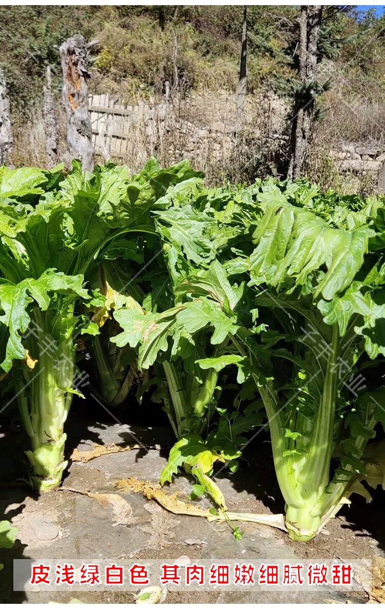 四川特菜棒棒菜种都花叶板叶棒菜蔬菜种子秋季耐寒味鲜嫩青菜种籽花叶