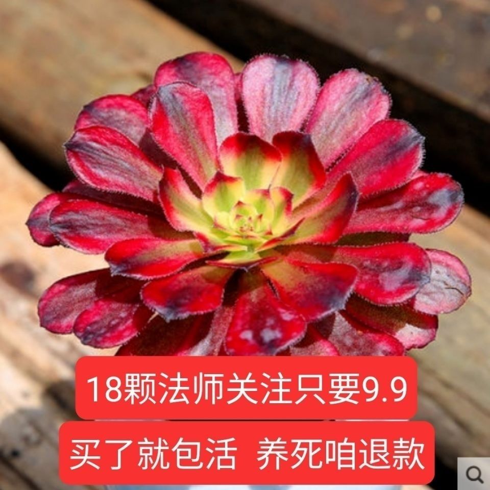 多肉肉植物魔法师黑法师红覆轮美杜莎法师系列好养易活包活绿植花 红