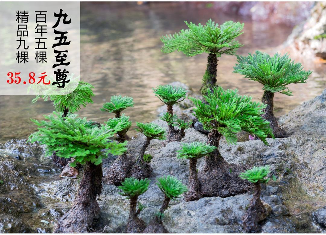 野生卷柏九死还魂草盆景假山吸水石造景绿植物花卉好养室内小盆栽