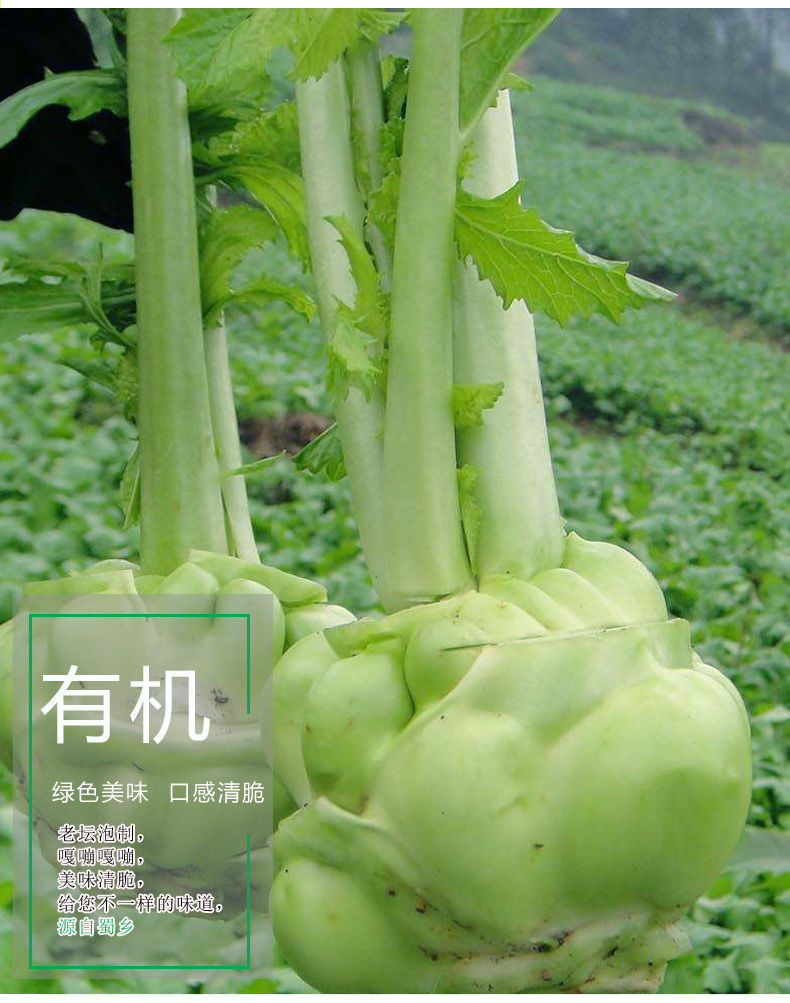 现货四川榨菜头新鲜农家自种青菜头芥菜头新鲜菱角榨菜泡菜原料 新鲜